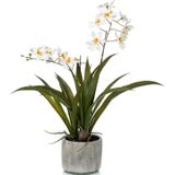 Set van 2x stuks witte orchidee kunstplanten in keramische pot 45 cm - Orchidaceae - Woondecoratie/accessoires - Kunstplanten - Nepplanten - Orchidee planten in pot
