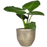 Floran Plantenpot - keramiek - industrieel goud - 21 x 23 cm - D23 en H21 cm - plantenpot - Romeinse stijl