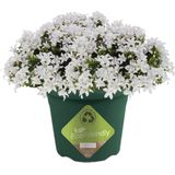 Donkergroene ronde plantenpot/bloempot kunststof diameter 26 cm en hoogte 21 cm - Plantenbakken/bloembakken voor buiten