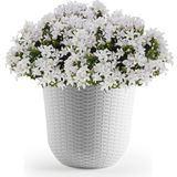1x Ivoor witte plantenbakken/bloempotten 25 cm - Woon/tuinaccessoires/decoratie - Ronde bloempotten/plantenpotten voor binnen/buiten