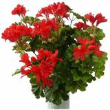 TopArt Kunstbloemen Boeket Oostenrijkse Geranium Rood 40 cm - Kunstplanten met Bloemen