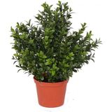 2x Kunstplant buxus plant in pot 31 cm - kunstplanten