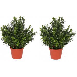 2x Kunstplant buxus plant in pot 31 cm - kunstplanten