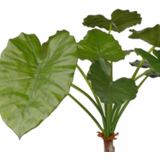 Kunst Alocasia calidora 80 cm