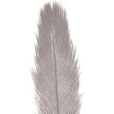 Chaks Pieten struisvogelveer/sierveer - licht grijs - 55-60 cm - decoratie/hobbymateriaal