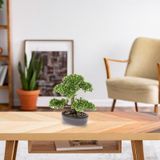 Kunstplant mini Bonsai boompje in pot 32 cm