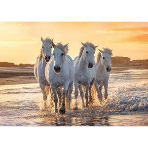 Dieren poster kudde witte paarden op het strand / zee -A1 - 84 x 59 cm - Kinderkamer decoratie posters schimmels / paarden / - Kinderposters - Cadeau paardenliefhebber