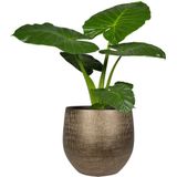 Steege Plantenpot - Modern Design - Goudkleurig - 32 X 36 cm - Bloempot