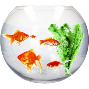 Transparante vissenkom vaas - aquarium / ronde viskom