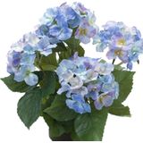 Emerald Hortensia kunstplant in kunststof pot - blauw - 40 cm - Hydrangea Macrophylla